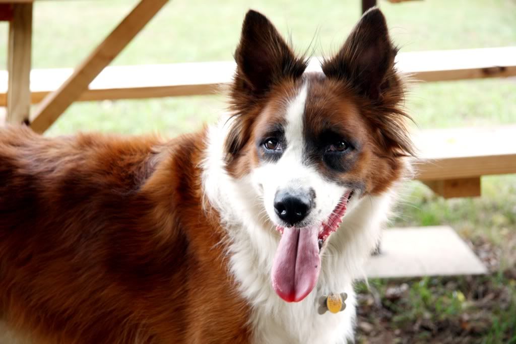 Millions of Peaches…Peaches for Me Caleigh's Kitchen