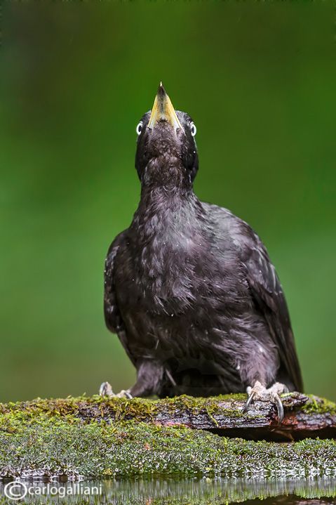 IMAGE: http://i1138.photobucket.com/albums/n522/carlitos581/156029928_OMiVIWEY_ABD_67881.jpg