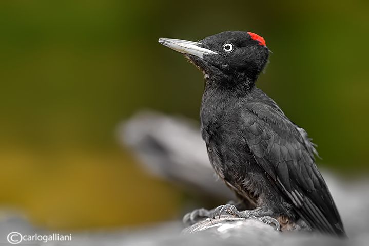 IMAGE: http://i1138.photobucket.com/albums/n522/carlitos581/156100674_dyr7kqJN_ABD_91371.jpg