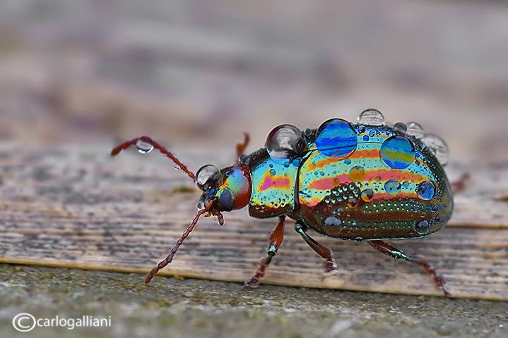 IMAGE: http://i1138.photobucket.com/albums/n522/carlitos581/DSC_7403.jpg