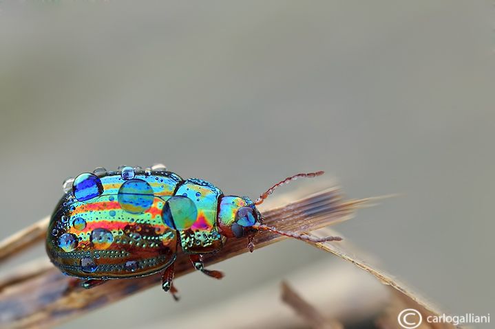 IMAGE: http://i1138.photobucket.com/albums/n522/carlitos581/DSC_7417a.jpg