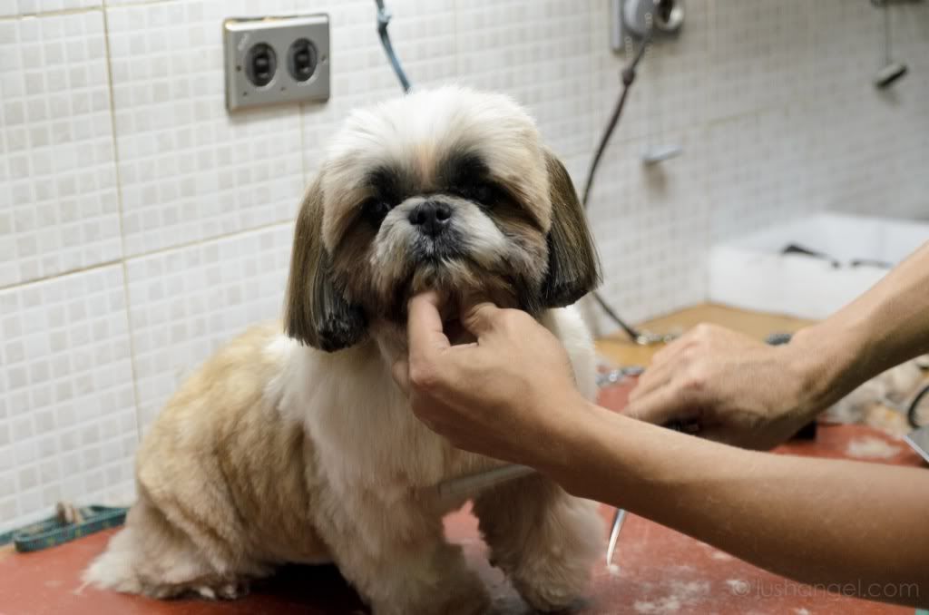 dog-grooming-alimall-cubao