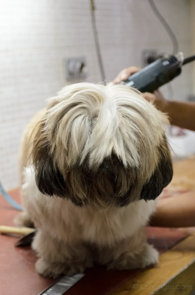 dog-grooming-ortigas