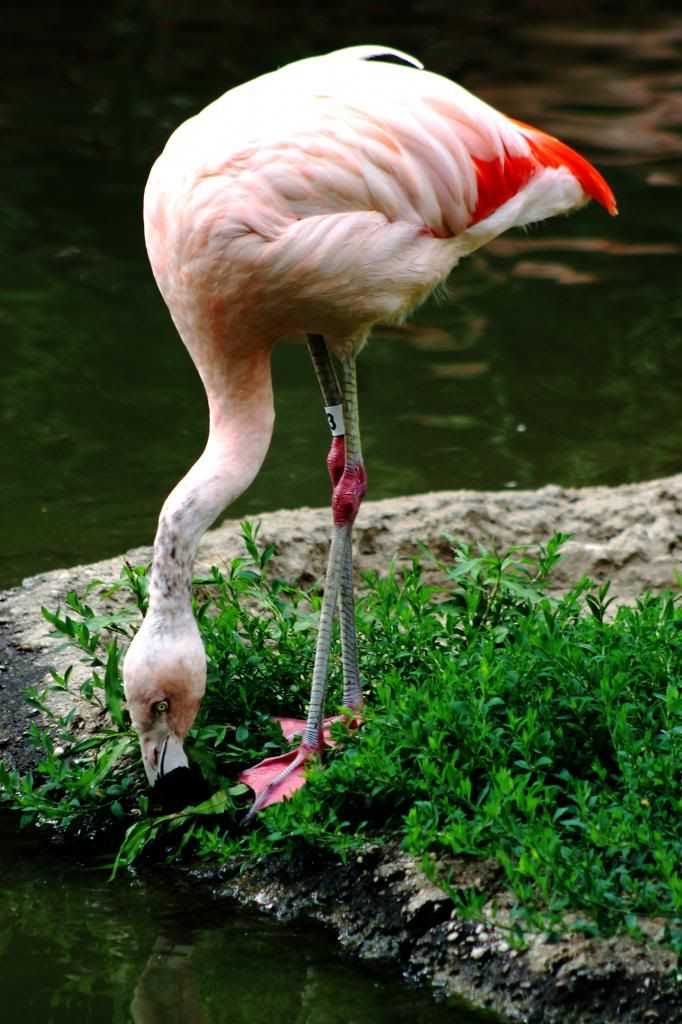 Flamingo photo Flamingo_zpse7696c0a.jpg