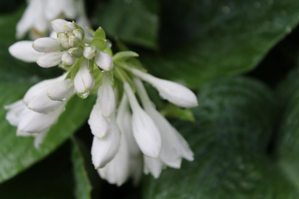 white flowers photo IMG_3546_zpse3037540.jpg