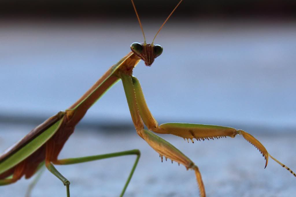 Praying Mantis photo PrayingMantis_zps46c7fd43.jpg