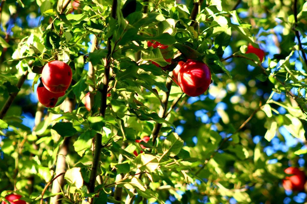 Sunlight in the Apple Tree photo SunlightintheAppleTree_zpsb30fd173.jpg