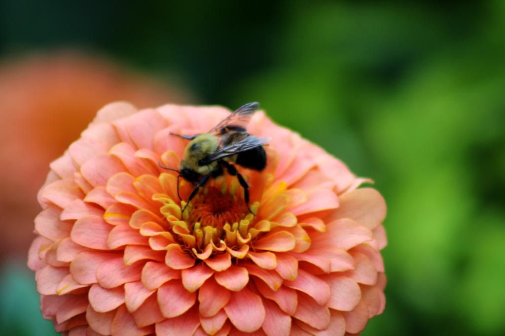 The Humble Bee photo TheHumbleBee_zps14dcedec.jpg