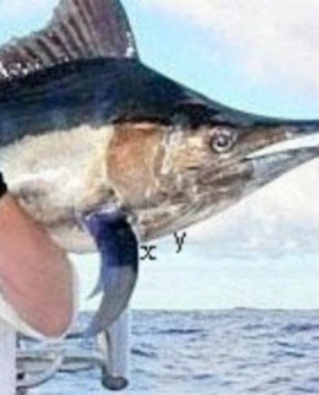 bluemarlinmakomagiccropped