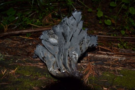 Blue Chanterelles - Mushroom Hunting and Identification - Shroomery ...