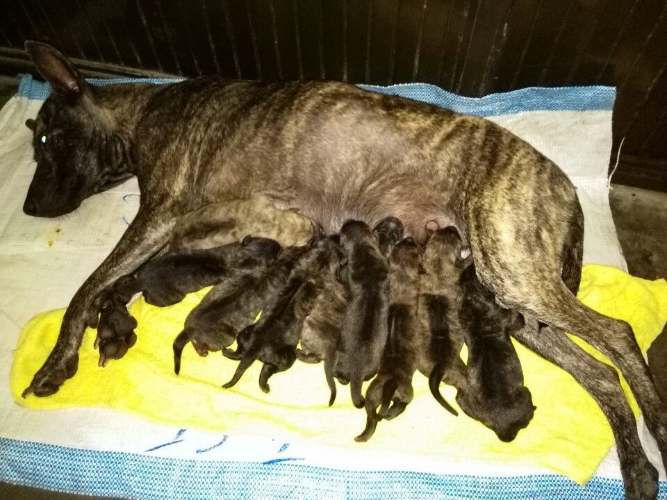 1 Bầy Phú Quốc Vện Cực Chuẩn Cần Tìm Chủ!!!!!! - 2