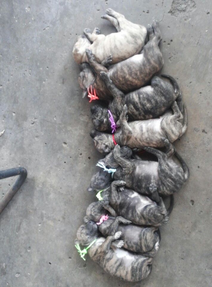 1 Bầy Phú Quốc Vện Cực Chuẩn Cần Tìm Chủ!!!!!! - 5