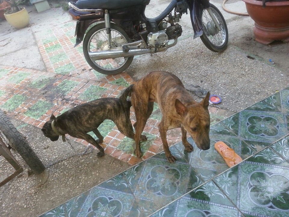 1 Bầy Phú Quốc Vện Cực Chuẩn Cần Tìm Chủ!!!!!! - 4