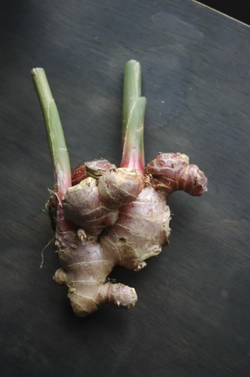 Fresh Season Ginger