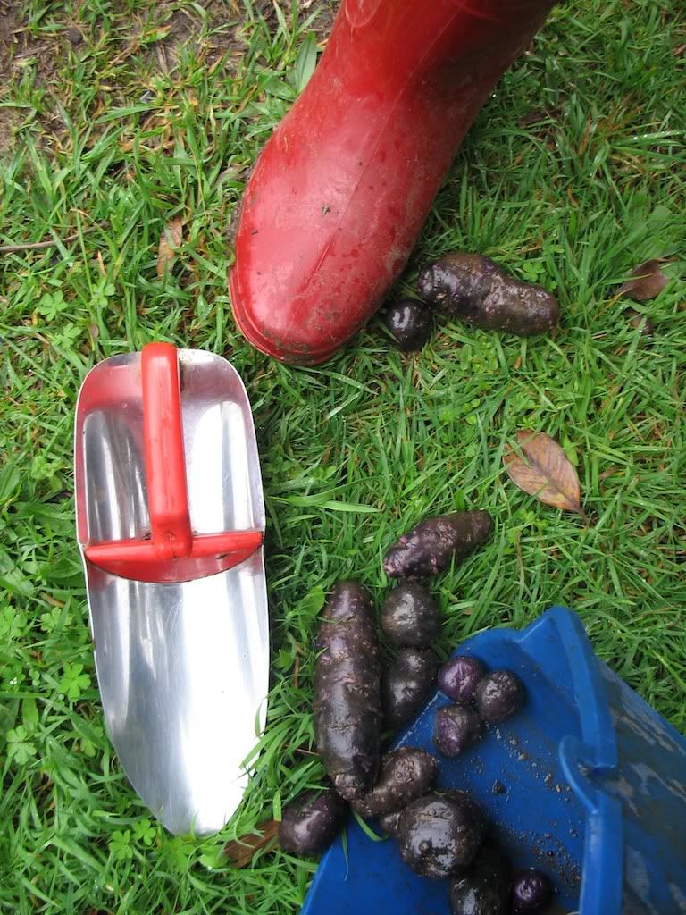 Gumboots and Maori Potatoes Maori Potatoes