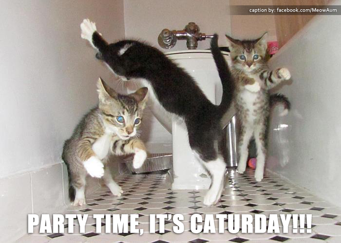  photo Caturday Party_zpsoigg46gc.png