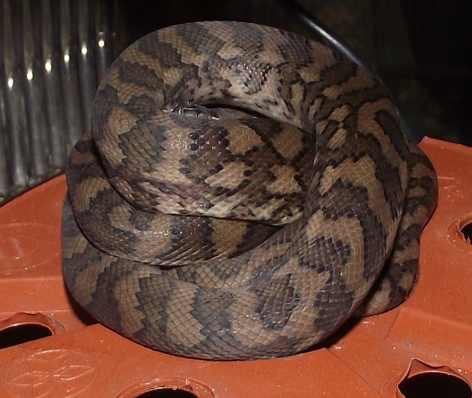 Any ideas what my carpet python is? Reptile Forums