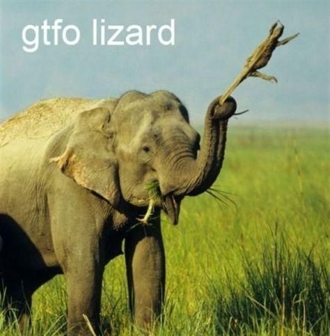 Gtfo Lizard