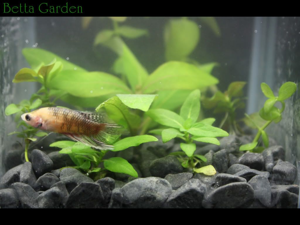 1_Betta_garden_UNDER9-1.jpg