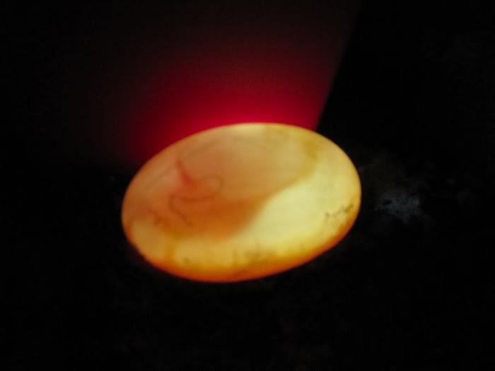 Candled eggs Tortoise Forum