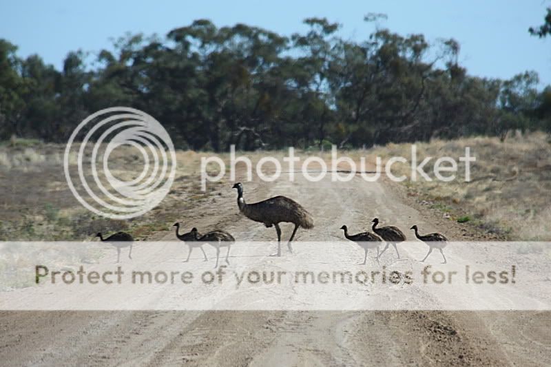 emu_crossing.jpg