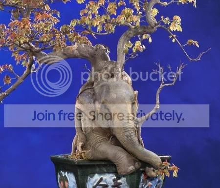 elephant02.jpg